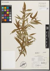 Foto von Salix nigra Marshall